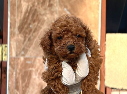 Toy Poodl Yavurlamiz görsel
