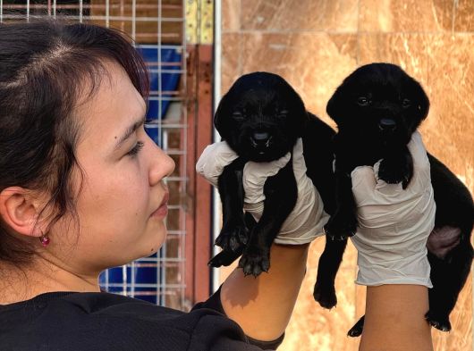 Labrador Yavrularımiz görsel