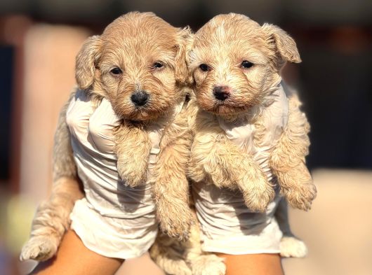 Maltipoo Yavurlamiz görsel