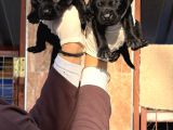 Labrador Yavrularımiz