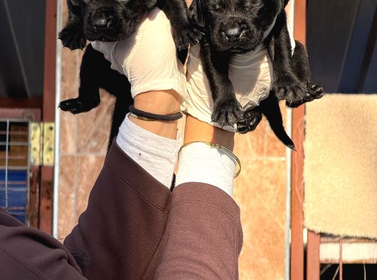 Labrador Yavrularımiz görsel