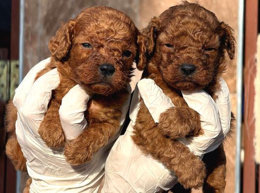 Toy Poodl Yavurlamiz