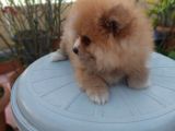 2 Aylık Sevimli Pomeranian Erkek Ve Dişi