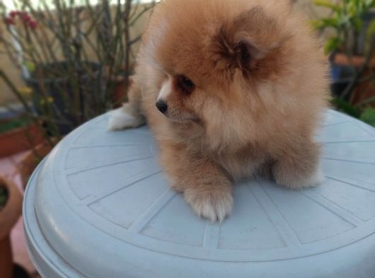 2 Aylık Sevimli Pomeranian Erkek Ve Dişi görsel