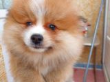 2 Aylık Sevimli Pomeranian Erkek Ve Dişi