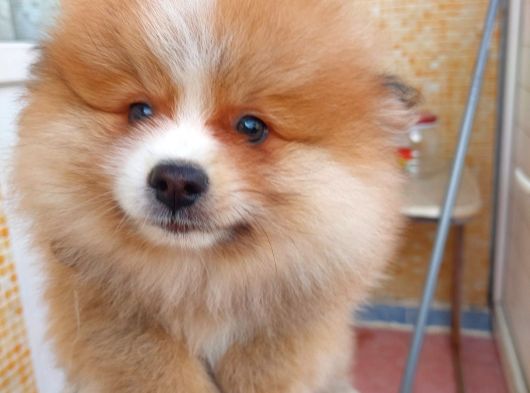 2 Aylık Sevimli Pomeranian Erkek Ve Dişi görsel