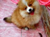 2 aylık sevimli Pomeranian Erkek ve dişi