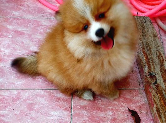 2 Aylık Sevimli Pomeranian Erkek Ve Dişi