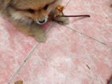 2 Aylık Sevimli Pomeranian Erkek Ve Dişi