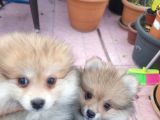 2 Aylık Sevimli Pomeranian Erkek Ve Dişi