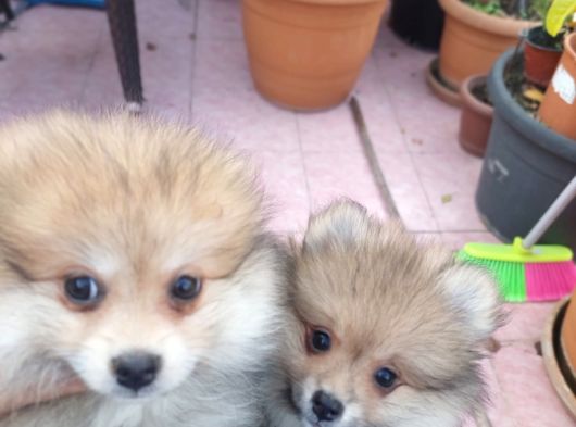 2 Aylık Sevimli Pomeranian Erkek Ve Dişi görsel