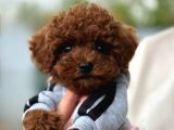 Villa Paws güvencesiyle ToyPoodle Yavrular