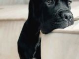 Estetikli Ve Estetiksiz Black Cane Corso Panter Gibi Yavru