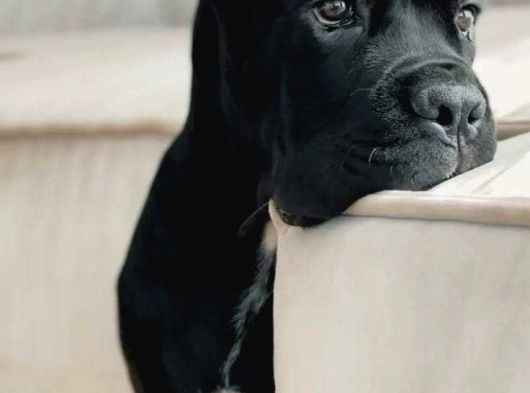 Estetikli Ve Estetiksiz Black Cane Corso Panter Gibi Yavru görsel