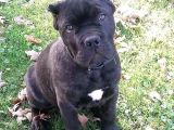 Estetikli Ve Estetiksiz Black Cane Corso Panter Gibi Yavru