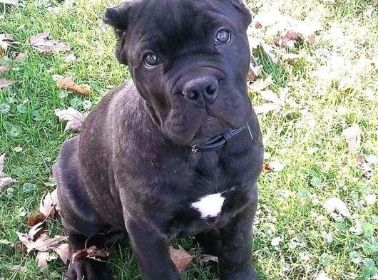 Estetikli Ve Estetiksiz Black Cane Corso Panter Gibi Yavru görsel