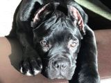 Estetikli ve estetiksiz Black cane corso panter gibi yavru