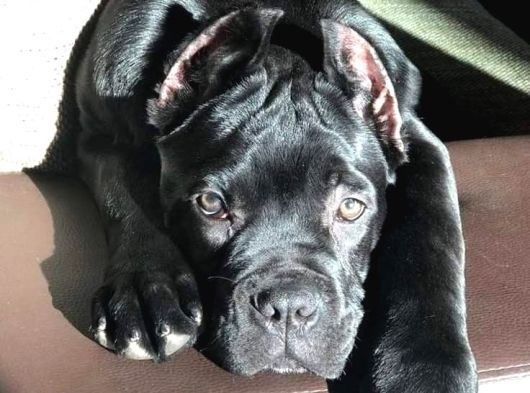 Estetikli Ve Estetiksiz Black Cane Corso Panter Gibi Yavru
