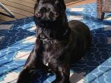 Estetikli Ve Estetiksiz Black Cane Corso Panter Gibi Yavru