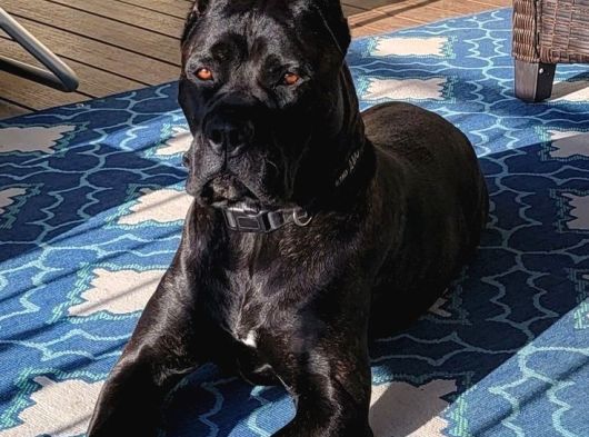 Estetikli Ve Estetiksiz Black Cane Corso Panter Gibi Yavru görsel