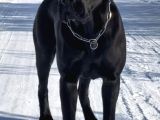 Estetikli Ve Estetiksiz Black Cane Corso Panter Gibi Yavru