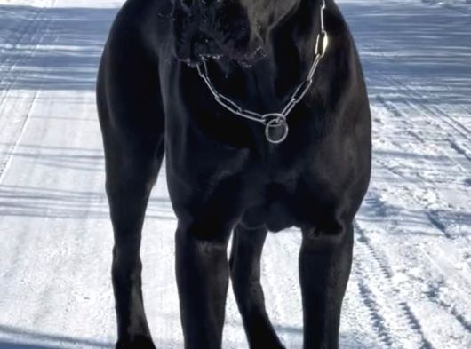 Estetikli Ve Estetiksiz Black Cane Corso Panter Gibi Yavru görsel
