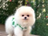 Bebek Yüzlü Pomerani̇an Boo