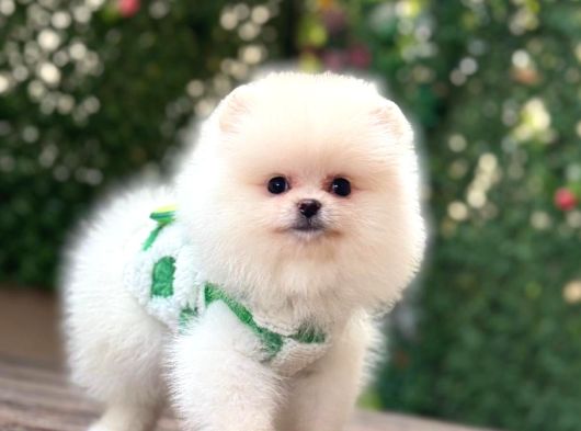 Bebek Yüzlü Pomerani̇an Boo görsel