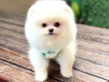 Bebek Yüzlü Pomerani̇an Boo