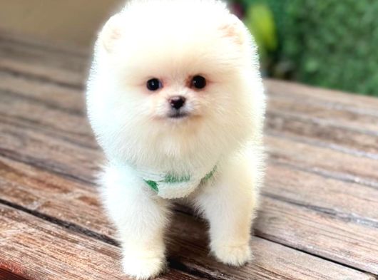 Bebek Yüzlü Pomerani̇an Boo görsel