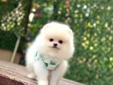 BEBEK YÜZLÜ POMERANİAN BOO