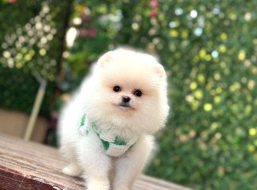 Bebek Yüzlü Pomerani̇an Boo