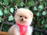 Taddy Bear Pomerani̇an Boo