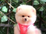 TADDY BEAR POMERANİAN BOO