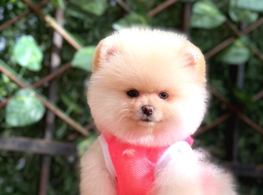 Taddy Bear Pomerani̇an Boo