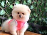 Taddy Bear Pomerani̇an Boo