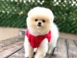 Beyaz Pomerani̇an Boo Yavrumuz
