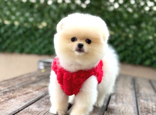 Beyaz Pomerani̇an Boo Yavrumuz görsel