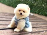Orji̇nal Pomerani̇an Boo