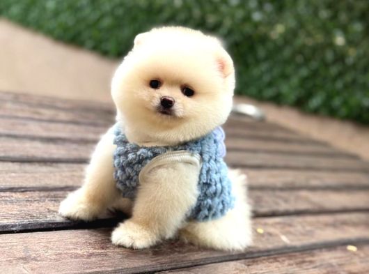 Orji̇nal Pomerani̇an Boo görsel