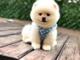 ORJİNAL POMERANİAN BOO