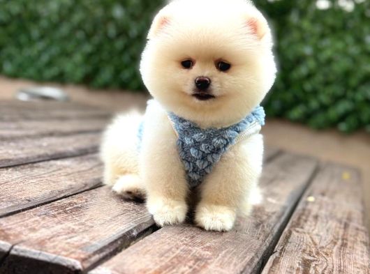 Orji̇nal Pomerani̇an Boo
