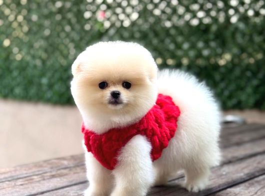 Beyaz Pomerani̇an Boo Yavrumuz