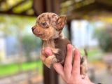 Chocole Merle Teacup En Özel Renk Chi̇huahua