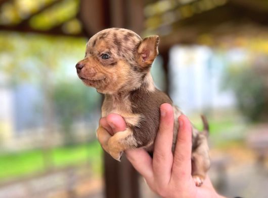 Chocole Merle Teacup En Özel Renk Chi̇huahua görsel