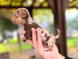 CHOCOLE MERLE TEACUP EN ÖZEL RENK CHİHUAHUA
