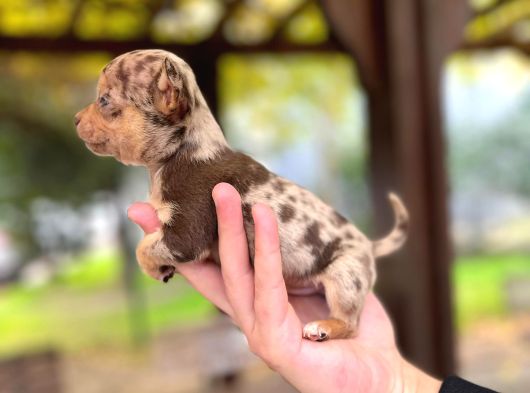 Chocole Merle Teacup En Özel Renk Chi̇huahua