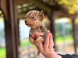Chocole Merle Teacup En Özel Renk Chi̇huahua