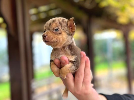 Chocole Merle Teacup En Özel Renk Chi̇huahua görsel