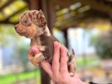 Chocole Merle Teacup En Özel Renk Chi̇huahua
